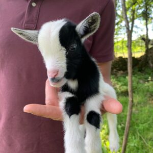 small goats for sale near me