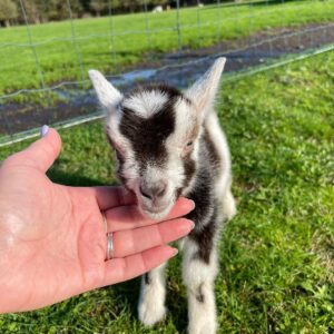 mini baby goats for sale