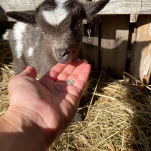 cheap pet goats for sale