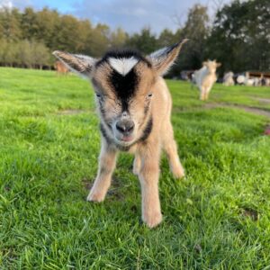baby goats for sale near me