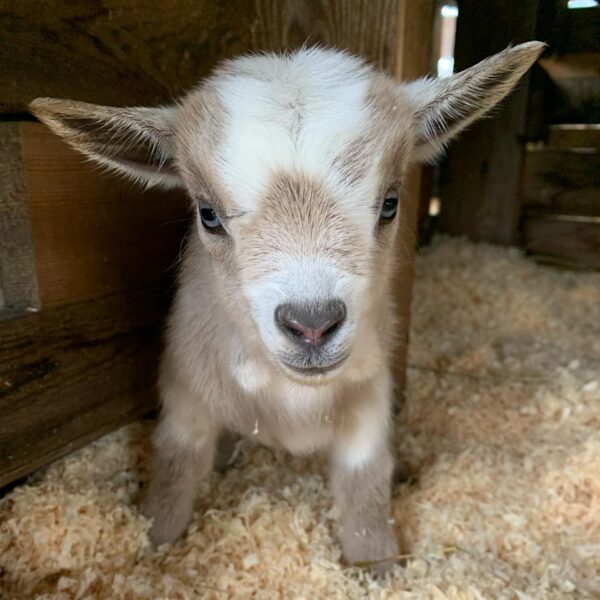 cheap miniature goat - Goats for sale.