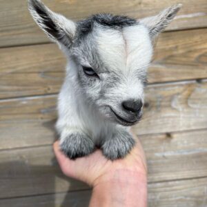 baby goats for sale