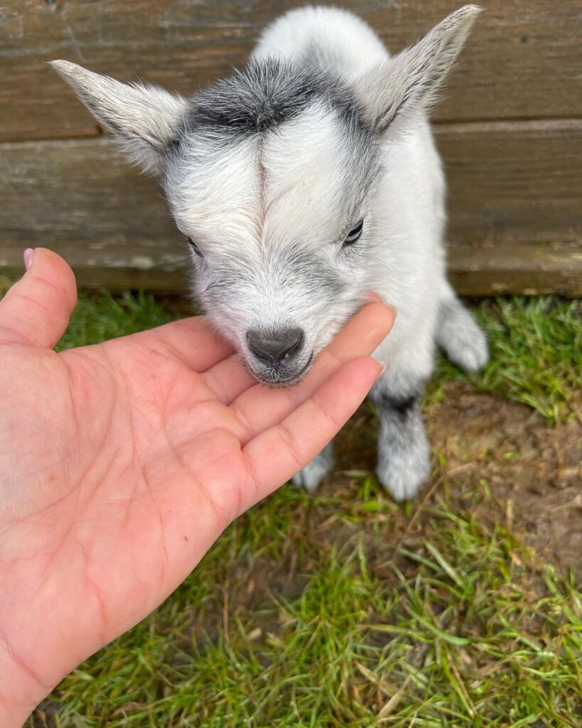 Australian Miniature Goats