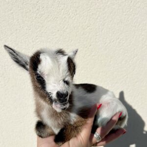 pet goats for sale