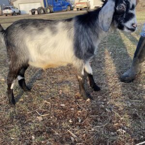 Nubian goats for sale