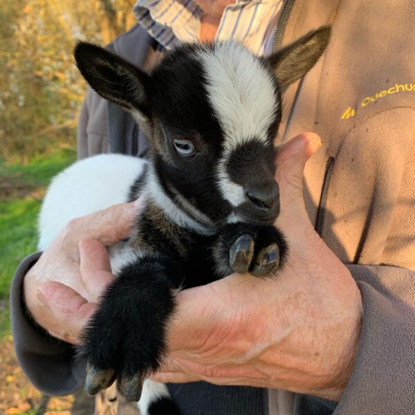 Small goats - Goats for sale.