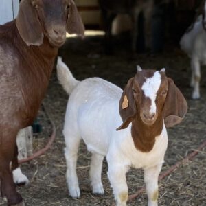 Boer goat - Goats for sale.