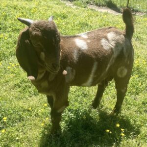 Boer goats prices