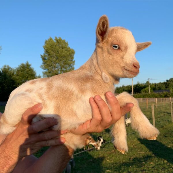 Miniature goat for sale near me - Goats for sale.