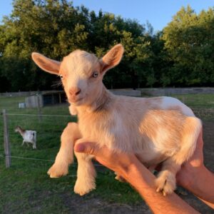 Miniature goat for sale near me