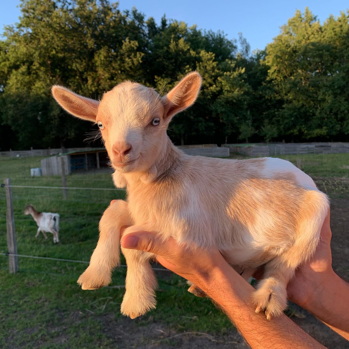 Miniature goat for sale near me - Goats for sale.