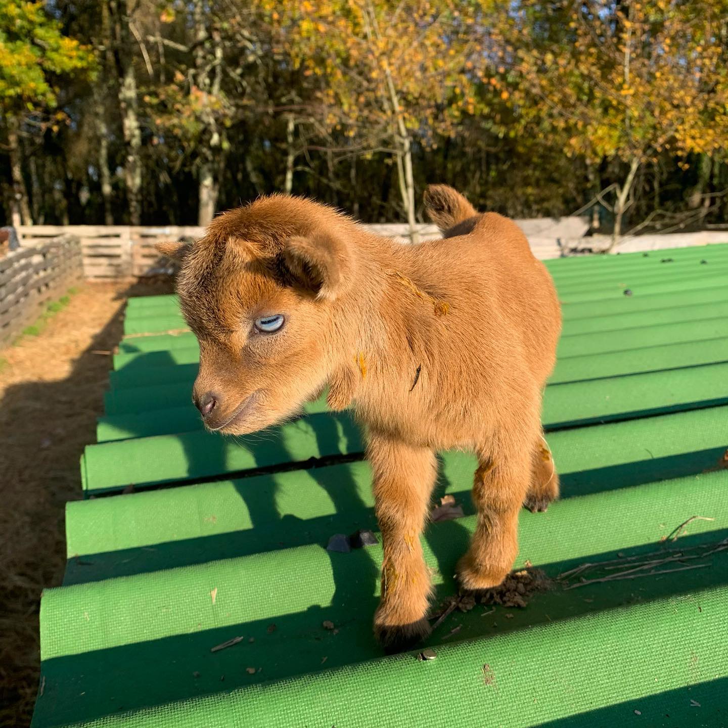 Baby goats - Goatforsale.org