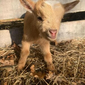 Miniature goat breeds - Goats for sale .