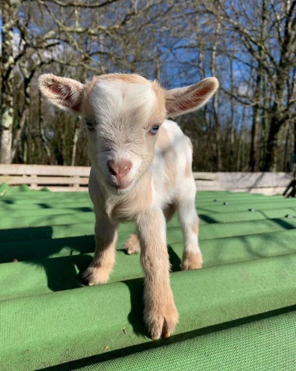 Mini goats for sale - Goats for sale .