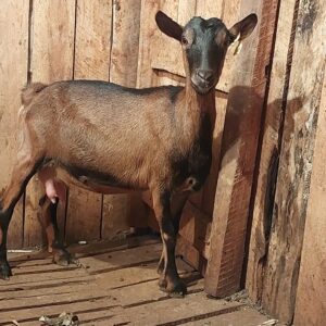 Cheap Alpine goats for sale - Goats for sale !