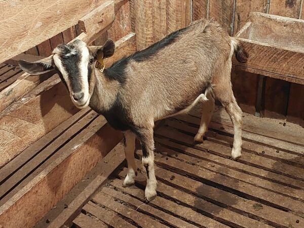 German Alpine Goat - Goats for sale !