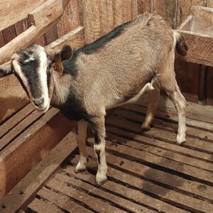 German Alpine Goat - Goats for sale !