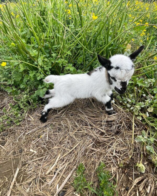 Small goat for sale - Goats for sale !