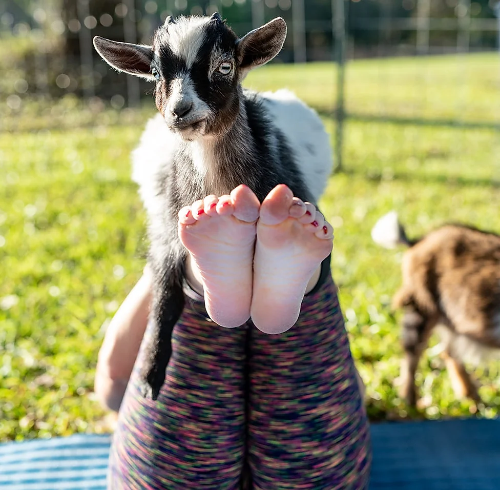 breeding boer goats for sale