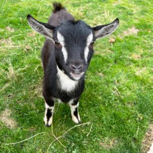 Pygmy Goats for Sale Near Me/https://goatforsale.org/