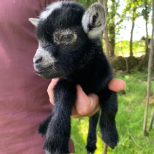 Buy Goats Online/https://goatforsale.org/