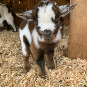 Buy Nigerian Dwarf Goats/https://goatforsale.org/