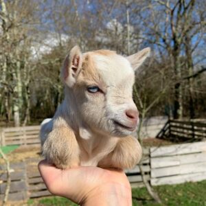 Indoor Pet Goats/https://goatforsale.org/