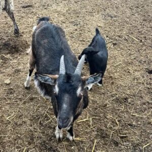 Cheap Alpine Goats for Sale