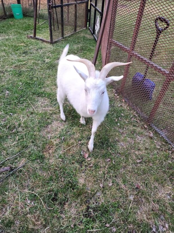 Kiko Goats for Sale