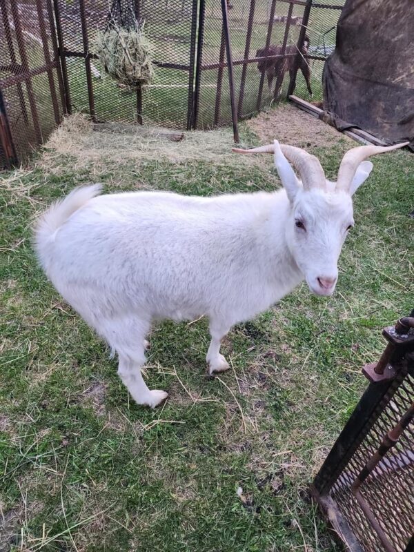 Kiko Goats for Sale - Image 2