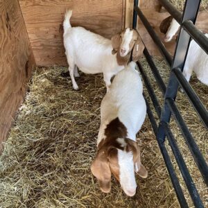 Cheap Boer Goats for Sale/https://goatforsale.org/