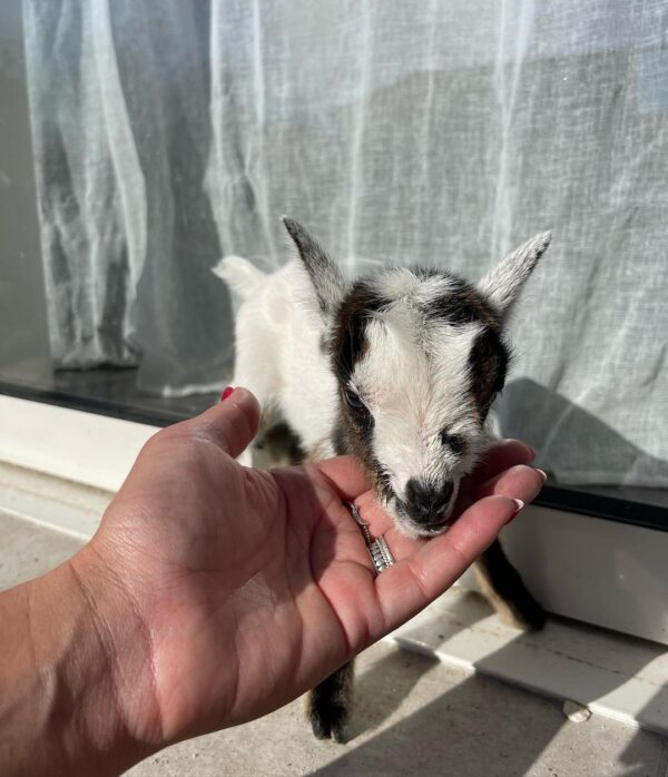 Adopting Miniature Goats/https://goatforsale.org/