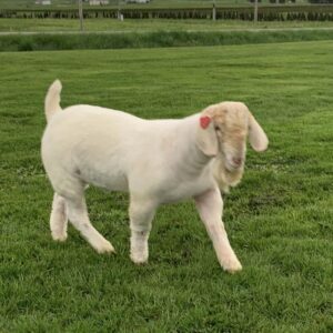 Buy Boer Goats/https://goatforsale.org/