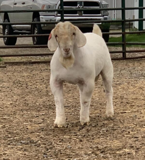 Buy Boer Goats/https://goatforsale.org/