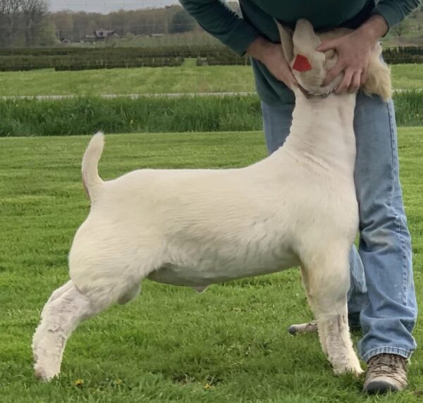 Buy Boer Goats/https://goatforsale.org/