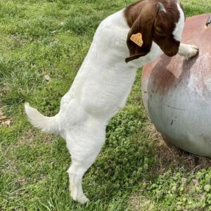 American Boer Goats