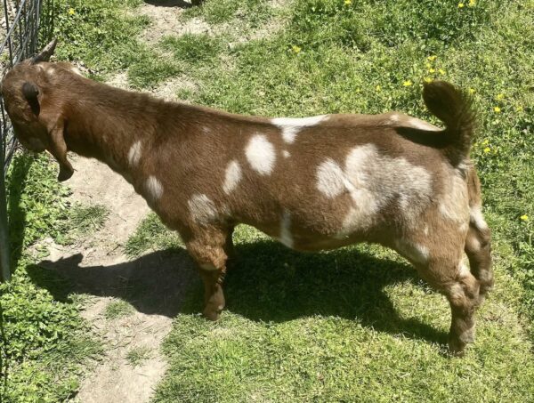 Boer Goats for Sale/https://goatforsale.org/