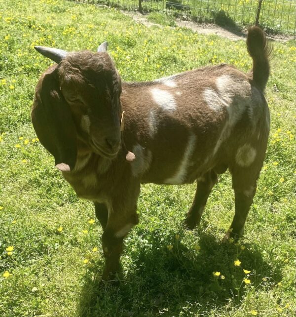 Boer Goats for Sale/https://goatforsale.org/