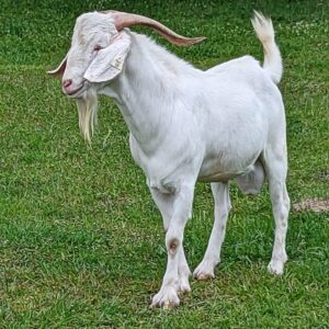 Kiko Goat Breeding