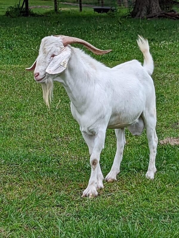 Kiko Goat Breeding