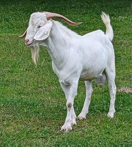 Kiko Goat Breeding